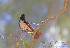 Willie Wagtail-2